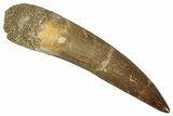 Fossil Plesiosaur (Zarafasaura) Tooth - Morocco #349878-1